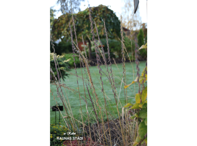 Bouteloua curtipendula